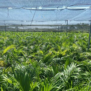 散尾葵盆栽富贵椰子树绿植花卉凤尾竹室内客厅大型植物夏威夷竹子
