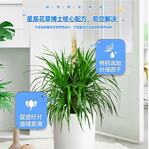 龙血树专用营养液龙须树盆栽室内绿植花肥防治黄叶家用通用肥料