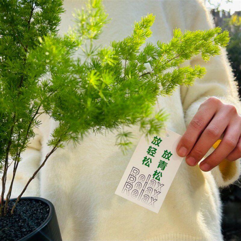 放青松蓬莱松盆栽客厅办公室桌面高级感绿植好养四季常青创意植物