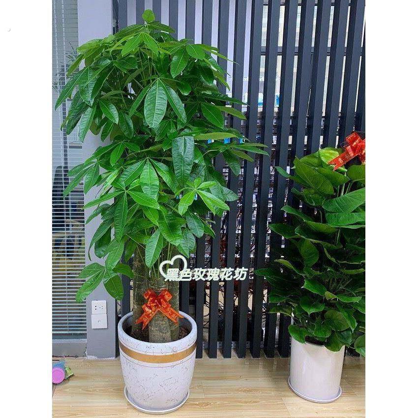 深圳发财树大盆栽大型大棵室内绿植开业乔迁送礼植物客厅绿植盆栽