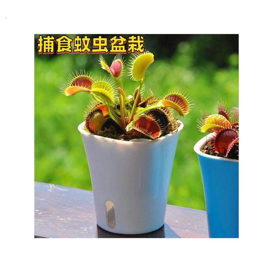 蚊子草盆栽捕蝇草猪笼草食虫草高级捕蚊食蚊草超大捕虫草趣味盆栽