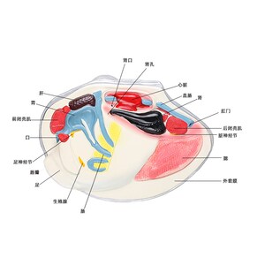河蚌模型中学生物课教具大型结构水产品河蛤蜊鸟贝嘎啦瓦夸软体动