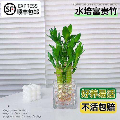荷花竹富贵竹盆栽水培植物带根花卉招财水养绿植客厅桌面净化空气