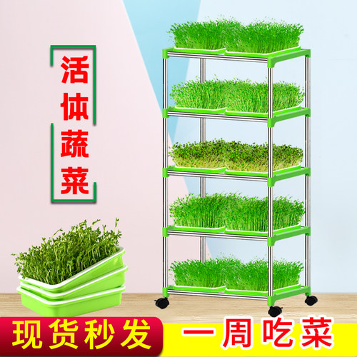 豆芽发芽盆芽苗菜无土栽培育苗托盘水培蔬菜设备种植大蒜豌豆苗