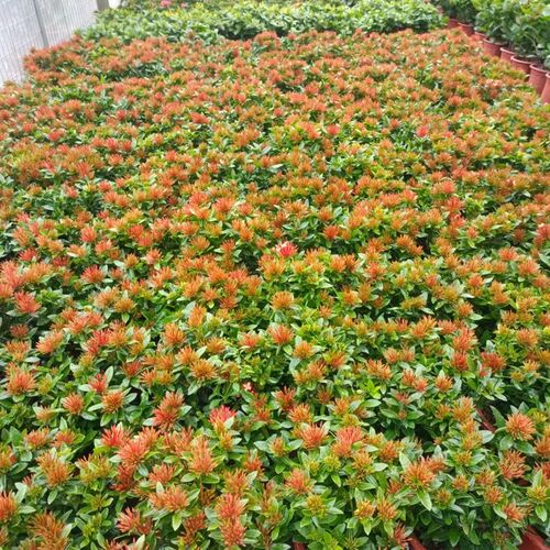 小叶龙船花盆栽带花苞绿植阳台室外庭院绿植物绿化带花卉绣球花苗