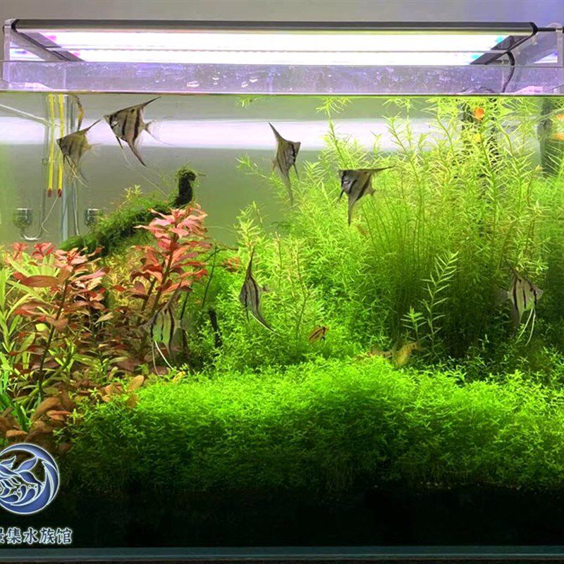 生态鱼缸水草缸草缸桌面小缸成品缸全套草缸水草套餐包养活送鱼