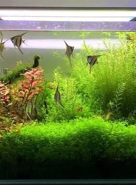生态鱼缸水草缸草缸桌面小缸成品缸全套草缸水草套餐包养活送鱼