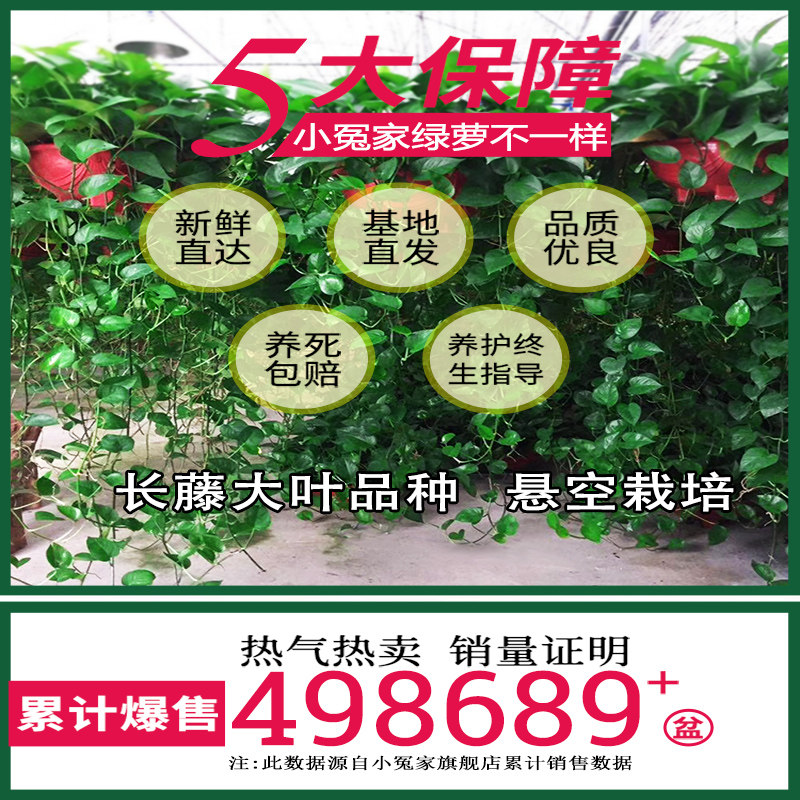 绿萝盆栽室内花卉绿植物长藤大叶盆四季常绿水培土养办公客厅绿箩