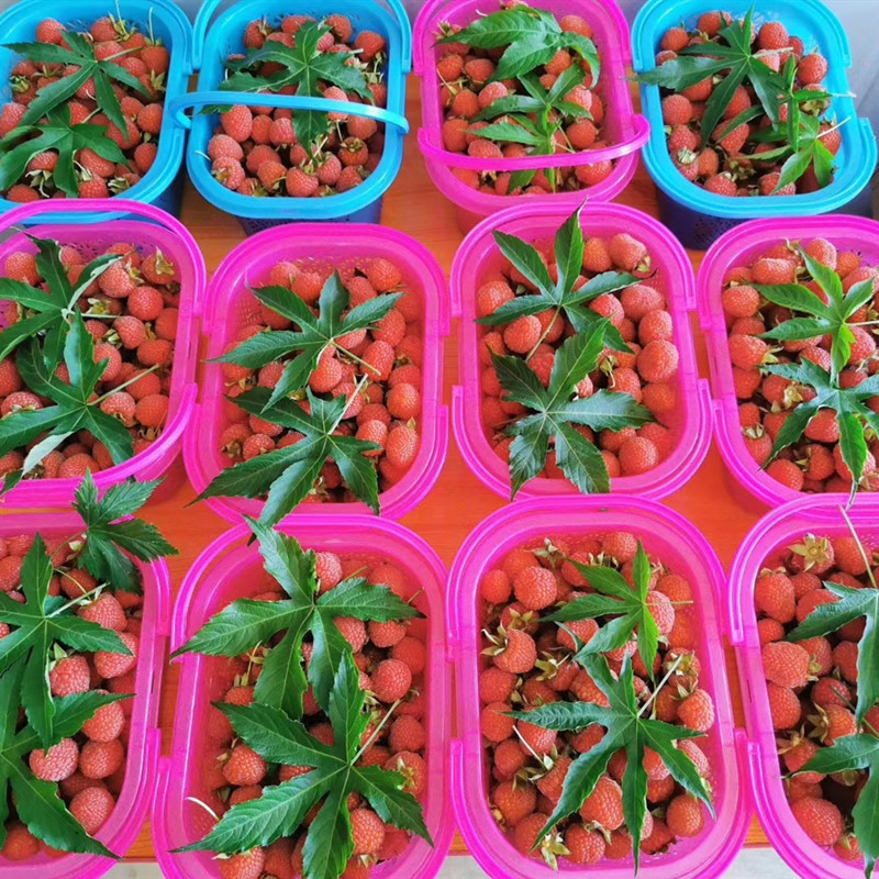 蓝莓篮杨梅篮2345斤装草莓篮樱桃蓝车厘子篮塑料水果篮鸡蛋篮胶框