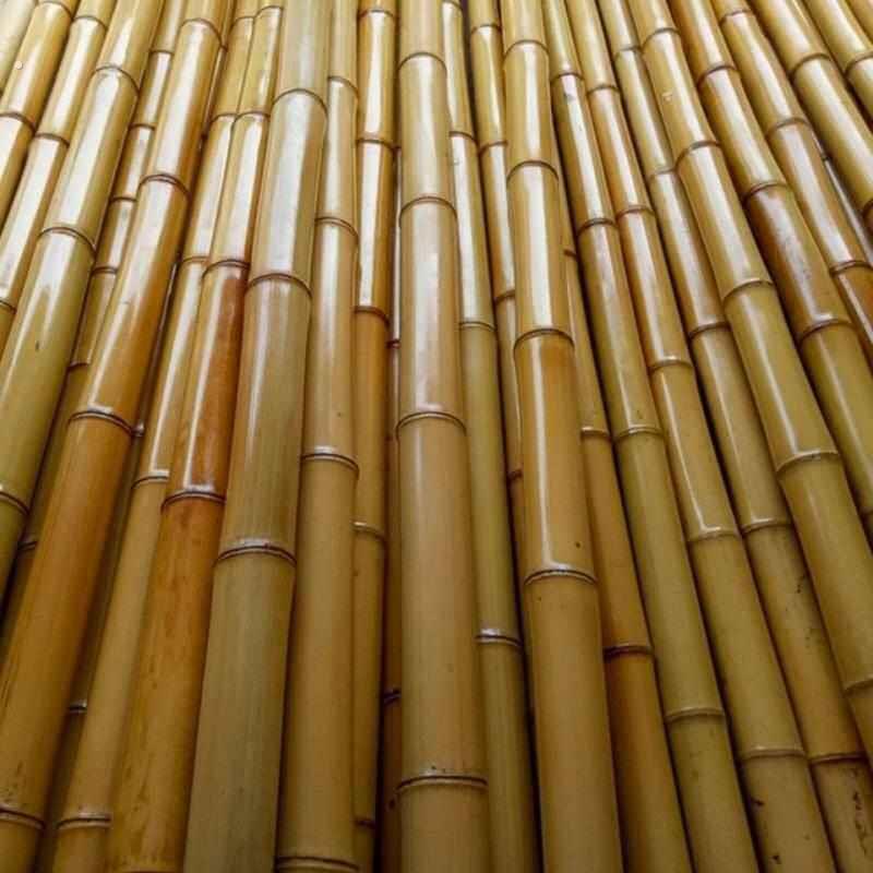 防腐竹竿黄白室内装修竹竿庭院装饰竹竿隔断屏风竹竿彩旗竿粗竹竿