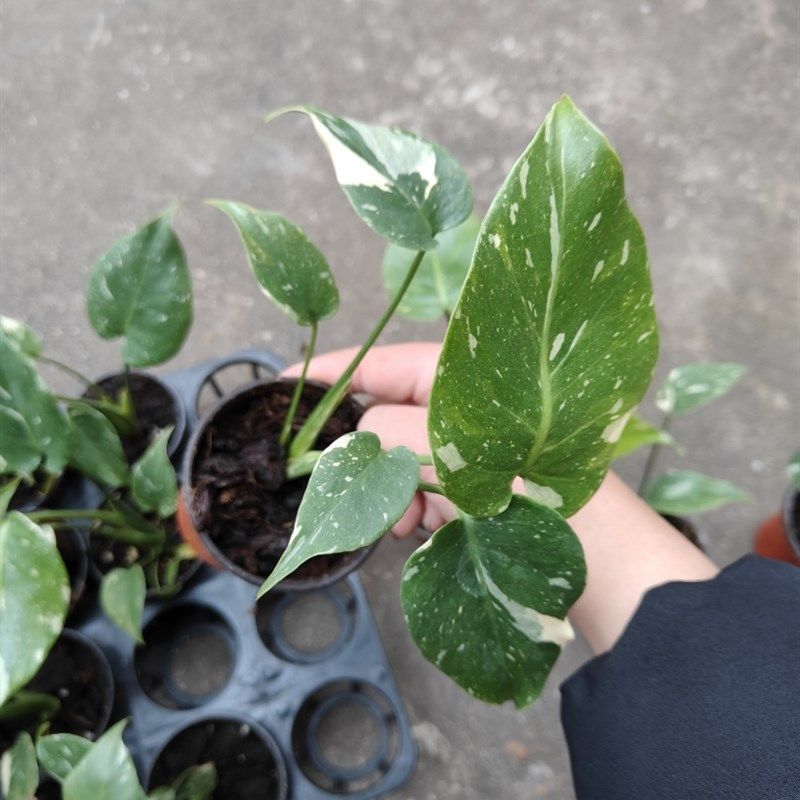 包邮洒金龟背竹小苗室内绿植观赏花卉阳台植物客厅办公室盆栽