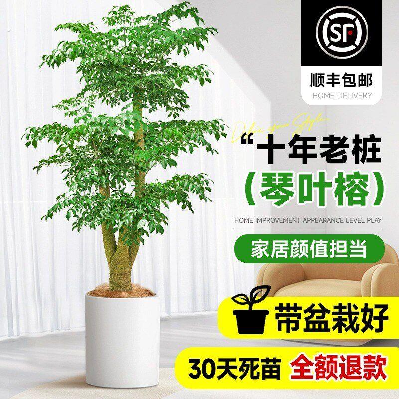 老桩幸福树客厅大盆栽绿植室内净化空气高级感客厅幌伞枫幸福树