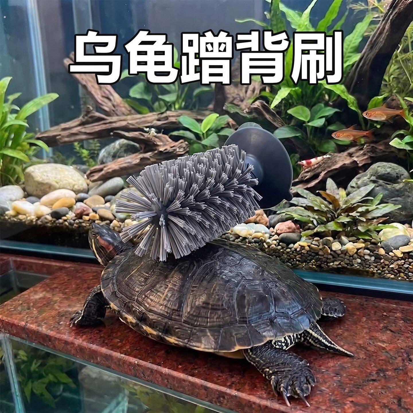 2026新款乌龟蹭背刷龟甲水龟清理吸盘式巴西龟甲壳宠物磨背小刷子