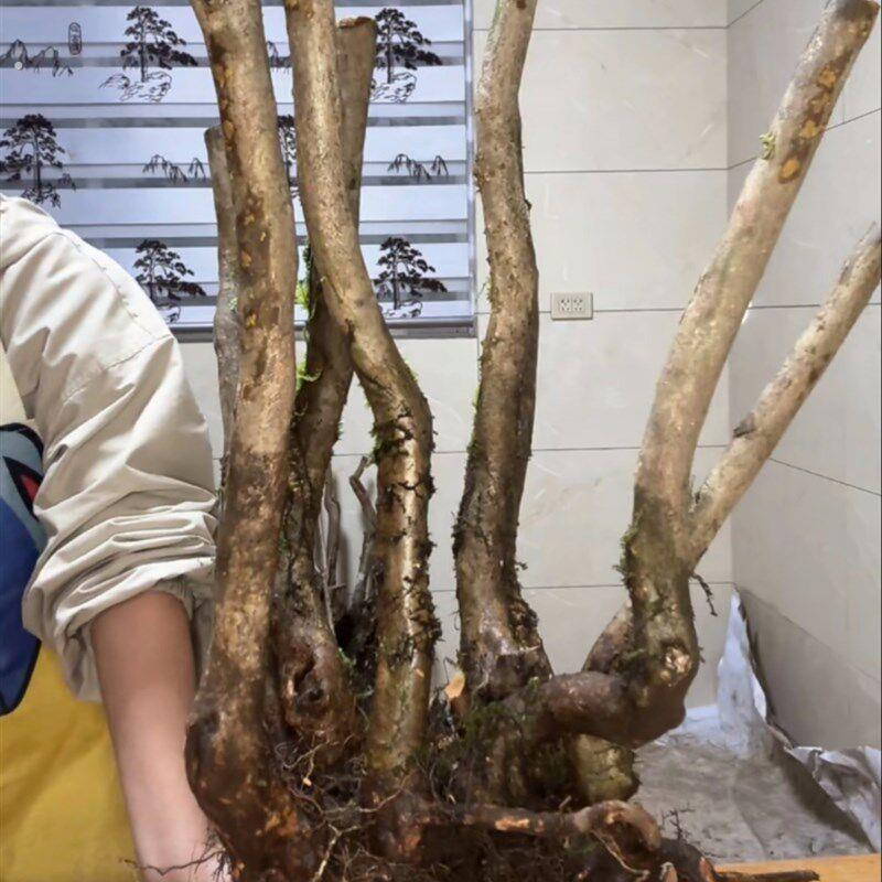 大别山映山红盆景素材桩新鲜造型多杆盆景生桩练手好活2-4杆随机