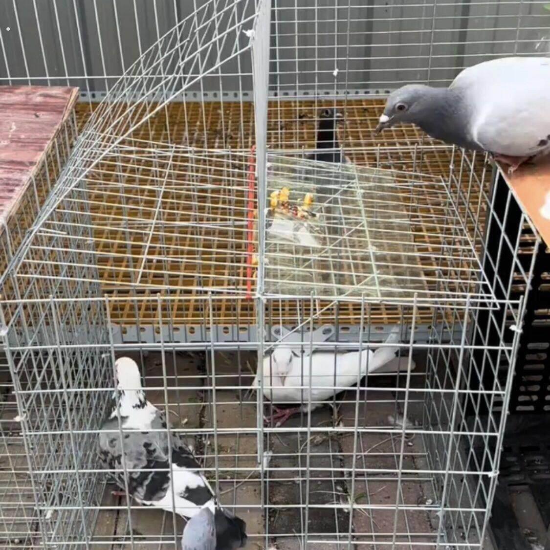 捕鸽神器鸟笼鸽笼养殖厂自动天落笼旋转笼翻板笼镀锌鸽子笼翻转笼