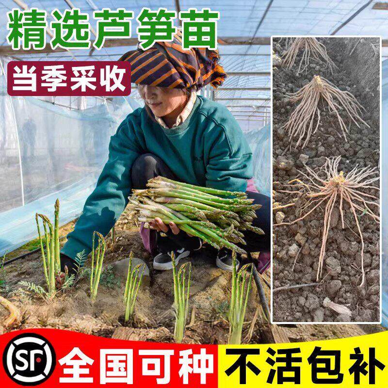 芦笋根苗带土老根阳台盆栽庭院四季播种芦笋苗根芦笋现挖新苗种苗