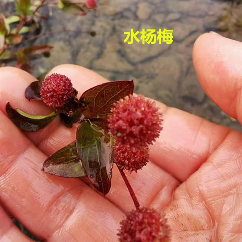 水杨梅盆景自然天然水培鱼缸造景水石榴开花香带盆栽好实物发货