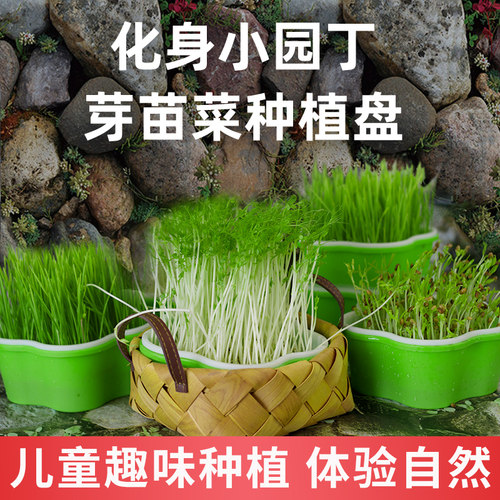 豆芽发芽盆芽苗菜育苗托盘带盖幼儿园童观察水培蔬菜生长无土栽培