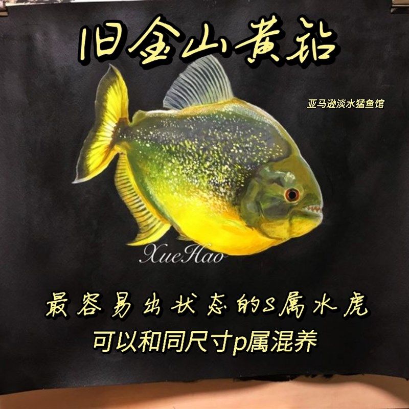 旧金山黄钻水虎鱼 S属 淡水热带猛鱼