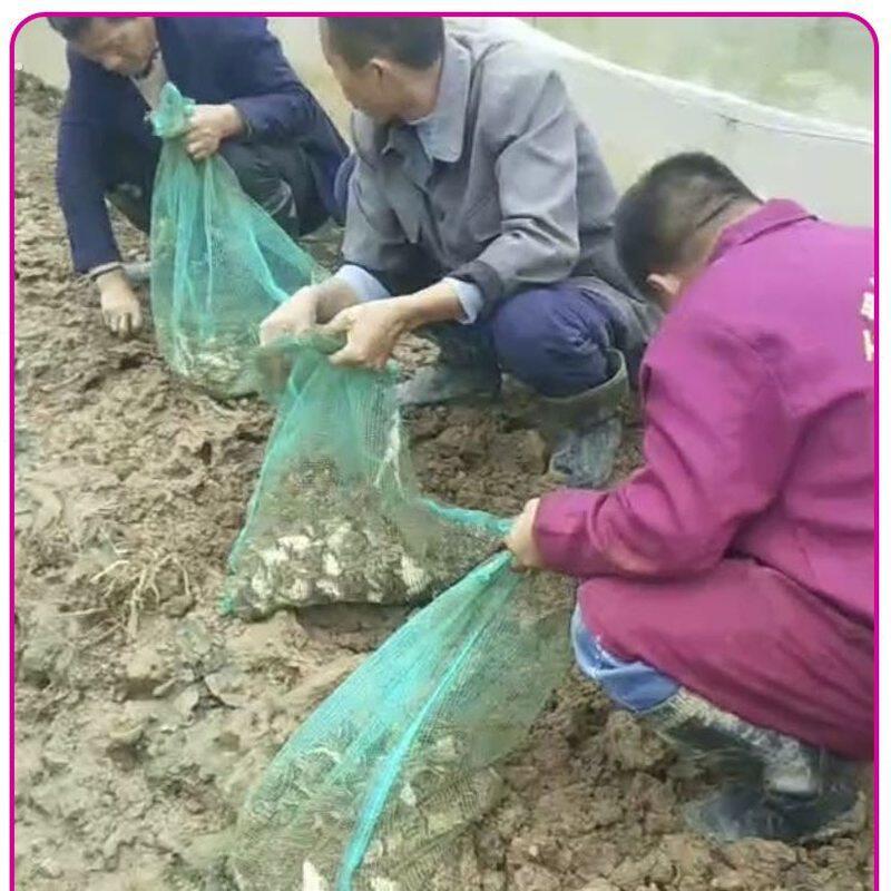 装青蛙带抽绳袋子柔软透气纱网袋林蛙收纳袋塑料尼龙编织袋