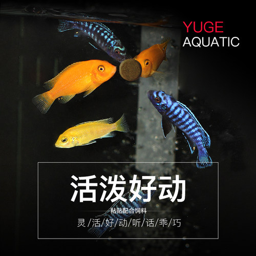 黏贴饲料小型贴片饲料鱼粮热带观赏孔雀三湖小鱼专用
