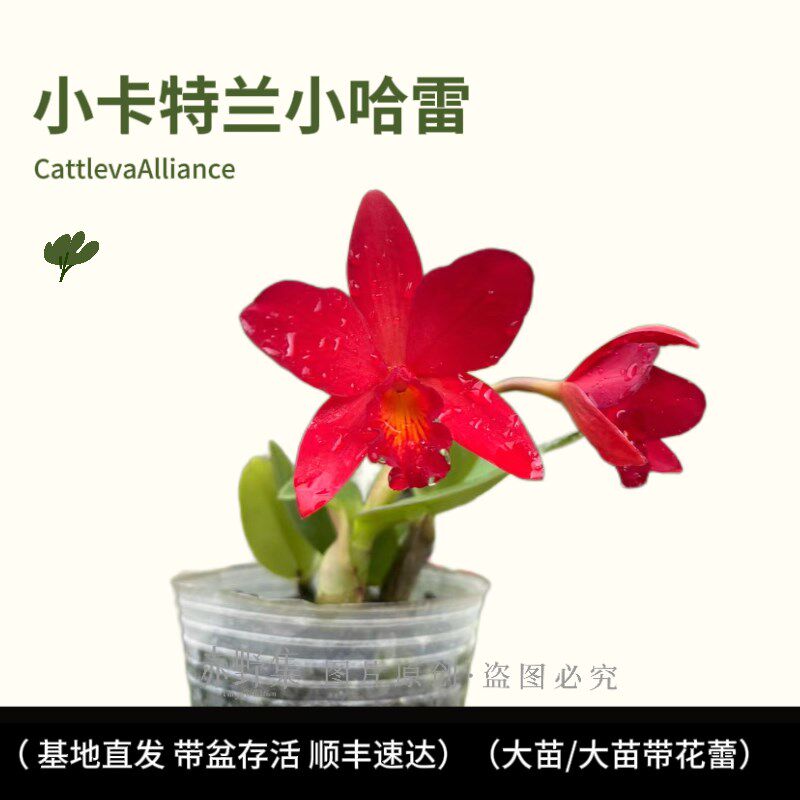 卡特兰花苗盆栽四季花卉植物带常年开花不断室内绿植包邮好养花卉
