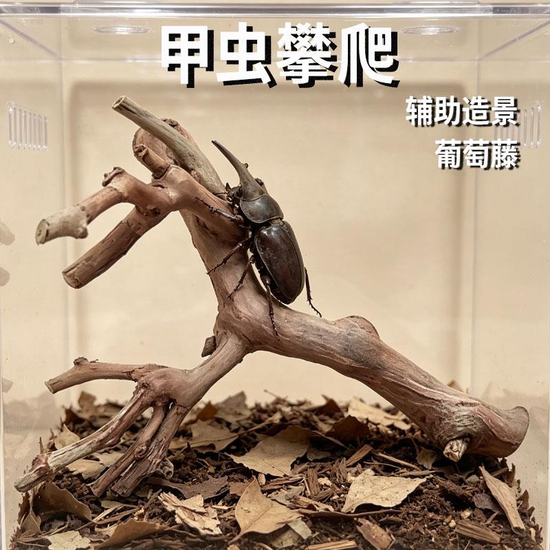 甲虫攀爬葡萄藤枝独角仙生态沉木爬宠天然攀岩躲避造景用品