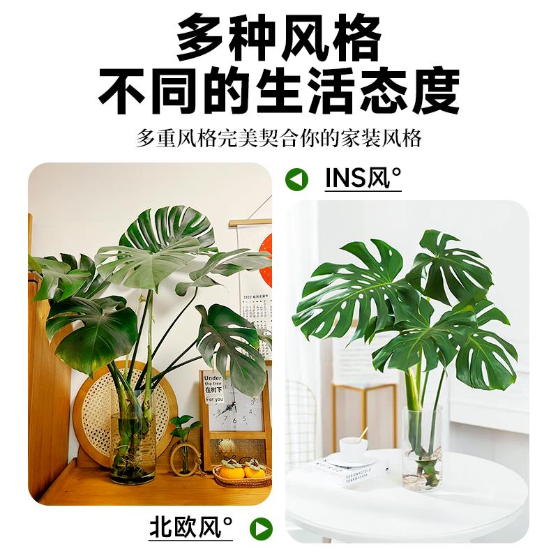 龟背竹盆栽观音竹水培带根室内好养活绿植客厅办公室植物四季常青