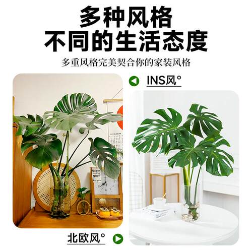 龟背竹盆栽观音竹水培带根室内好养活绿植客厅办公室植物四季常青