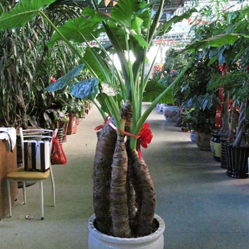 霸王芋象耳芋滴水观音大叶绿植客厅大型水土培盆栽吸甲醛净化空气