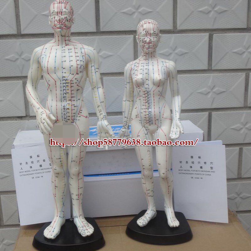 上海中界经络通 男女模型针灸穴位 赠针灸针