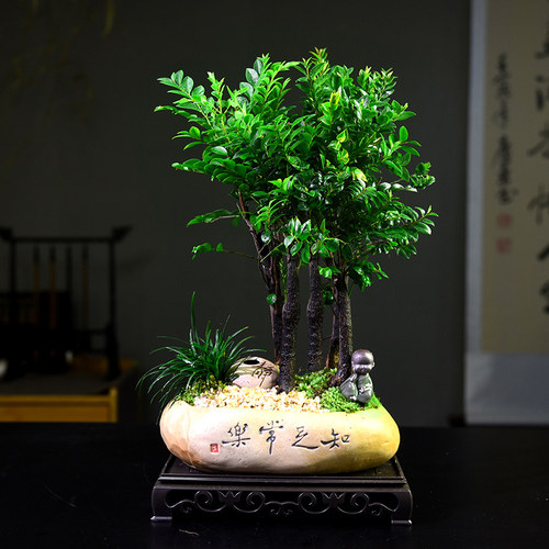 多杆丛林紫檀盆栽黑骨茶室内办公茶桌阳台绿植盆景四季常青好养