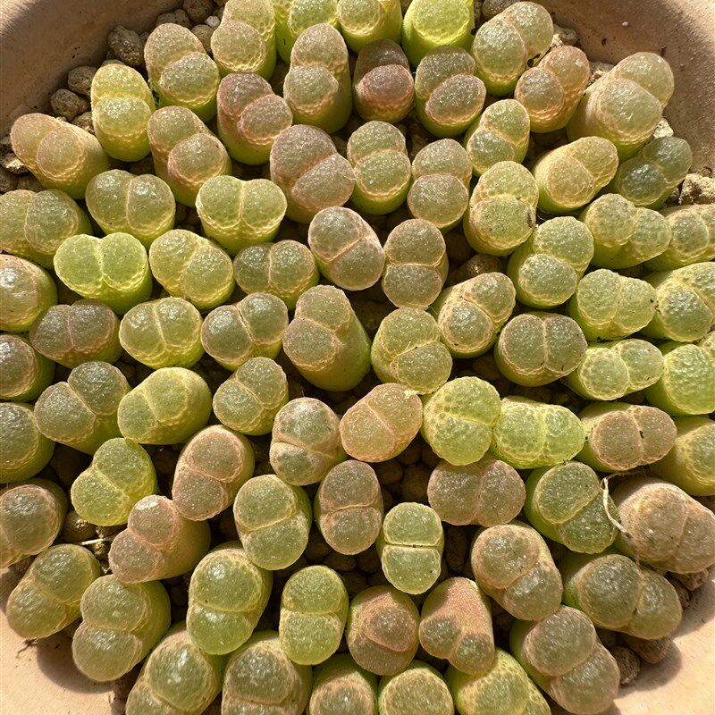 粉樱樱花风铃20颗2年1453.9发货尺寸0.6左右颜色需要自己晒一下