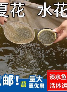 水花鱼苗鲫苗鱼草鱼苗桂鱼苗大头花鲢白鲢青鱼鲤鱼武昌鱼翘嘴鱼
