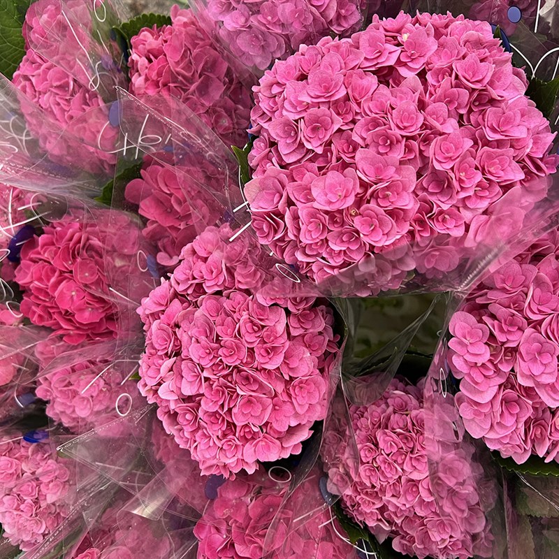 季节新品弗洛伊德色系蜜糖红重瓣绣球鲜花插花水养云南直发送花