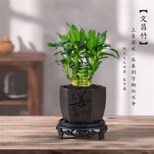 文昌竹带根观音竹荷花竹富贵竹水土一整套培植物净化空气办公室内