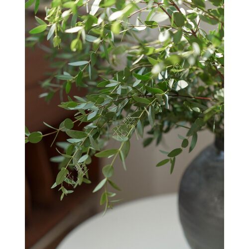 花曌 新鲜细叶尤加利叶鲜花真花鲜切花可做干燥花家居瓶插花水培