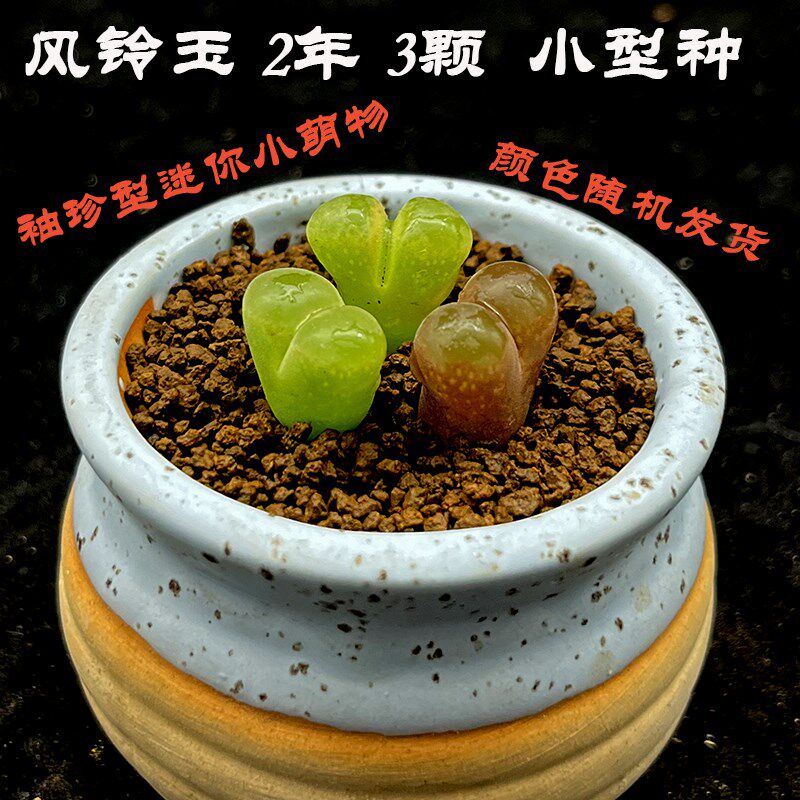 多肉植物番杏科风铃玉奶瓶佛肚大窗肉锥母本屁股花