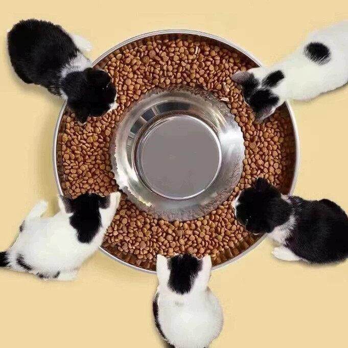 多猫食盆繁育碗大餐盘猫粮碗幼猫犬专用盆不锈钢超大号防打翻宠物