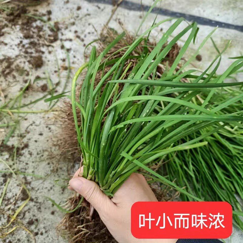 野生韭菜伏牛山野生山韭菜高海拔紫红根农家香味浓韭菜根