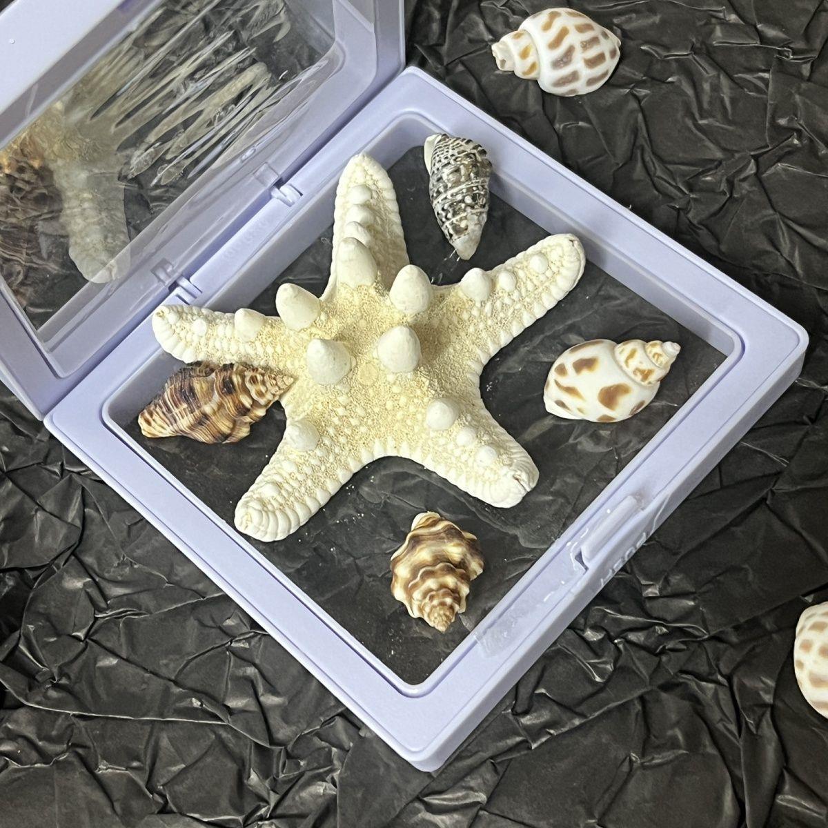 青岛相框纯天然海星海螺相框纪念品标本礼物旅游伴手礼创意摆件带