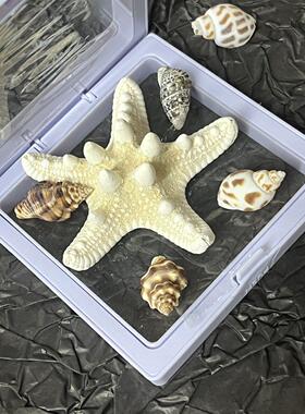 青岛相框纯天然海星海螺相框纪念品标本礼物旅游伴手礼创意摆件带