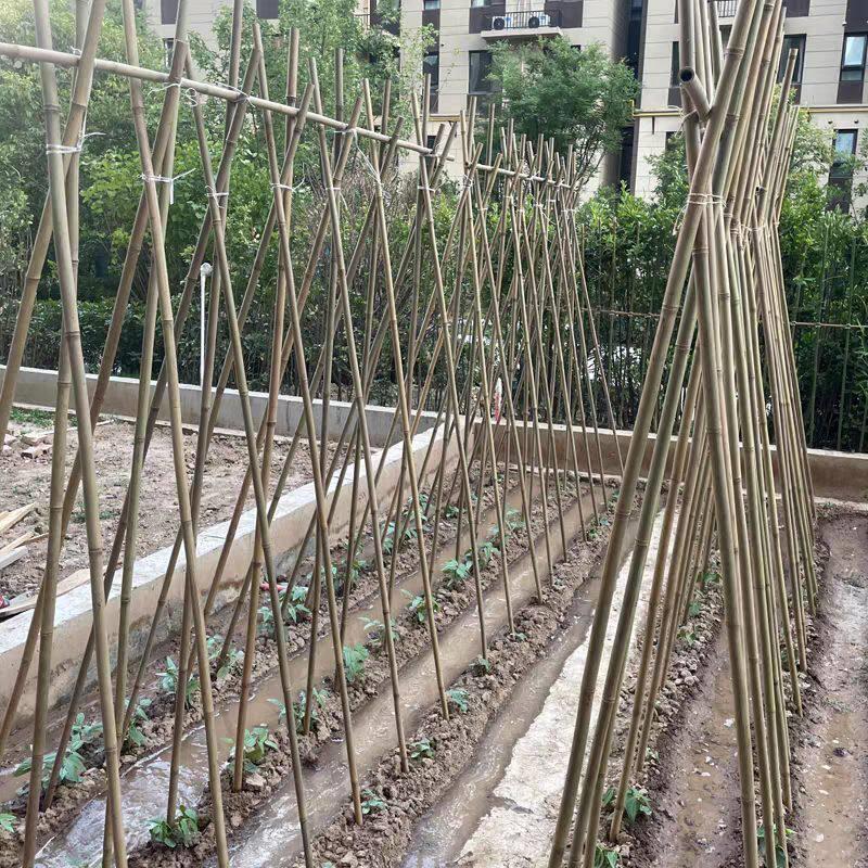 种菜架杆超硬木材质蔬菜爬藤豆角黄瓜辣椒支架竹竿菜园搭架支伸缩