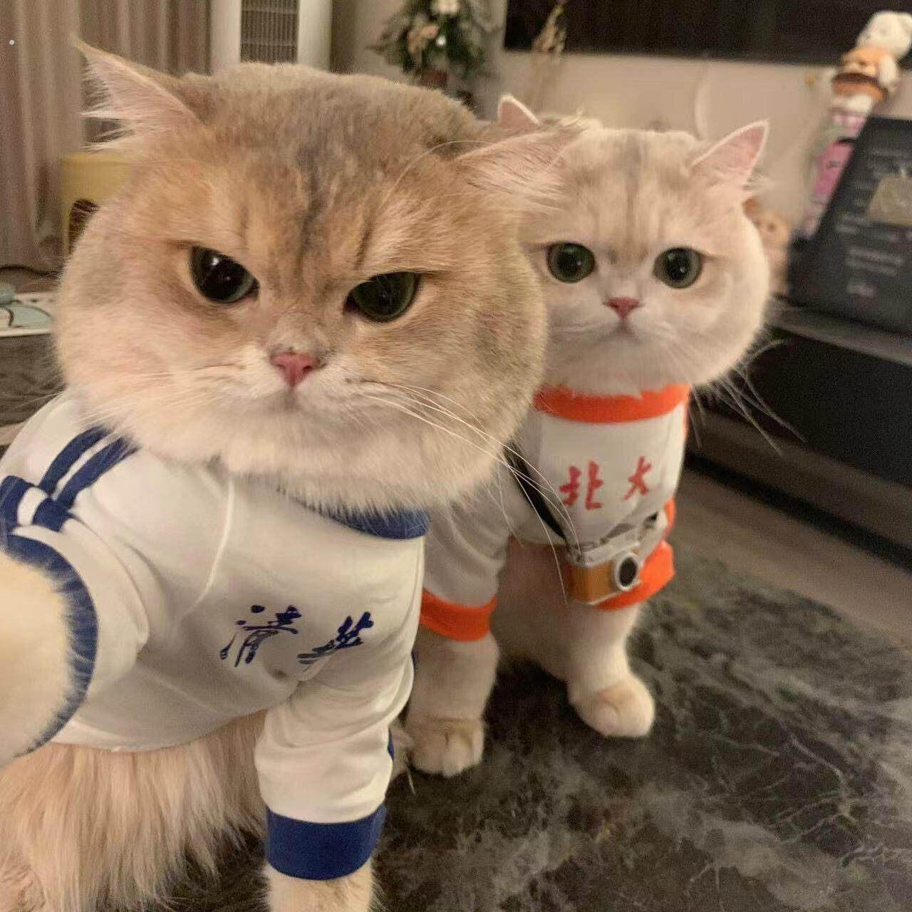 猫咪衣服宠物学霸复古背心清华北大狗狗服装小型宠物衣服情侣套装
