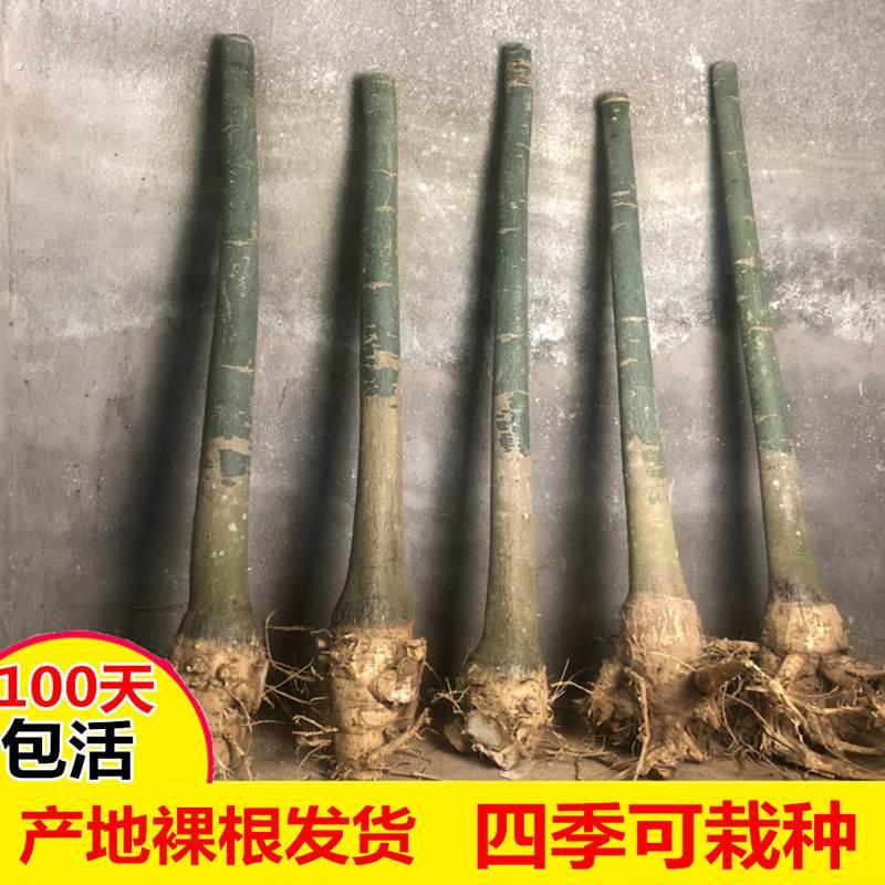 发财树苗室内盆栽植物发财树树苗不带盆大小客厅办公室新款摆件