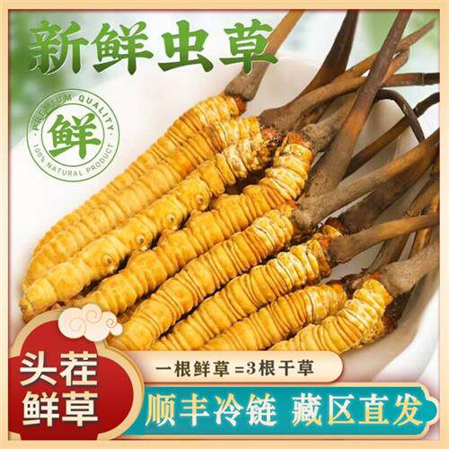 2025新鲜正品冬虫夏草正宗西藏那曲虫草干 干货