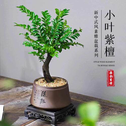 小叶紫檀盆景老桩植物室内茶几小盆栽客厅办公室桌面四季好养绿植