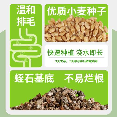 星际喵无土水培猫草罐懒人猫薄荷即食猫草粒猫咪零食盆栽化毛用品