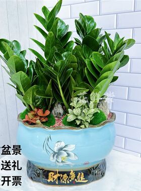 金钱树盆栽招财纳福植物室内客厅办公室桌面绿植大棵送礼花卉盆