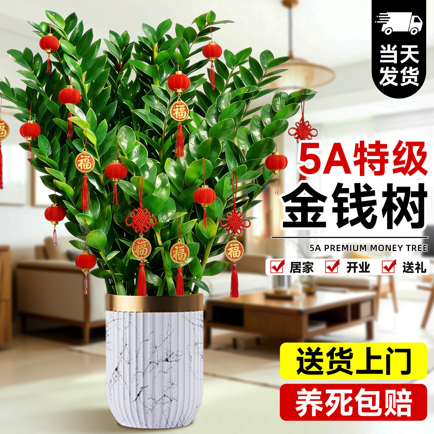 金钱树盆栽客厅大花盆旺宅树办公室内大型好养绿植物乔迁摇钱串子
